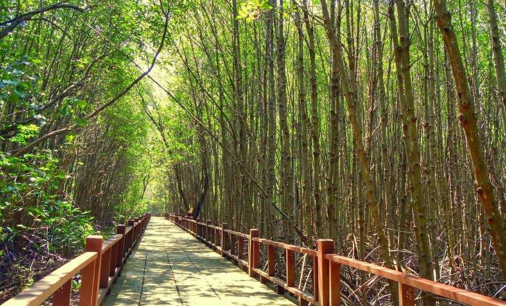Camino de madera a través del Bosque de Manglares de Pranburi