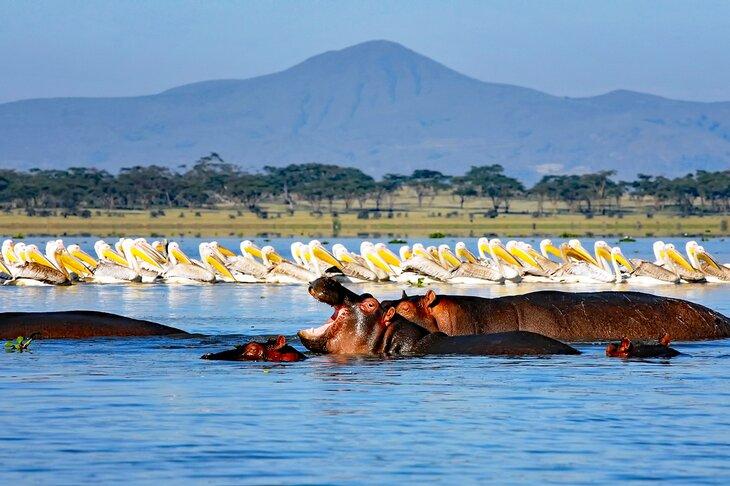 Hipopótamos y pelícanos en el Lago Naivasha