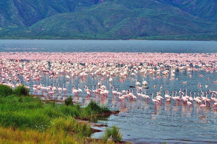 Flamencos en el Lago Bogoria
