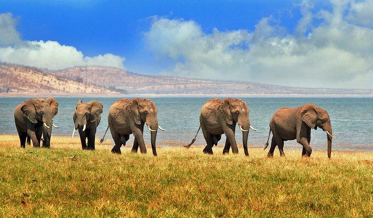 Elefantes en la orilla del Lago Kariba en el Parque Nacional Matusadona, Zimbabue