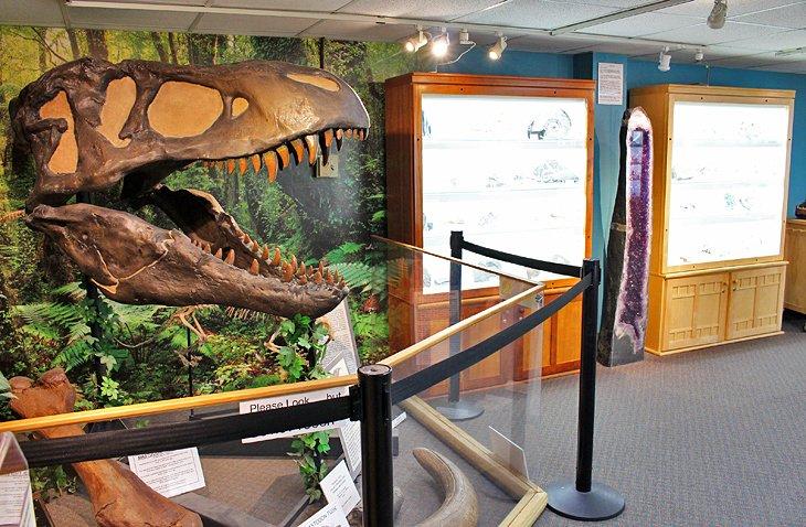 Réplicas de cráneo de T-Rex