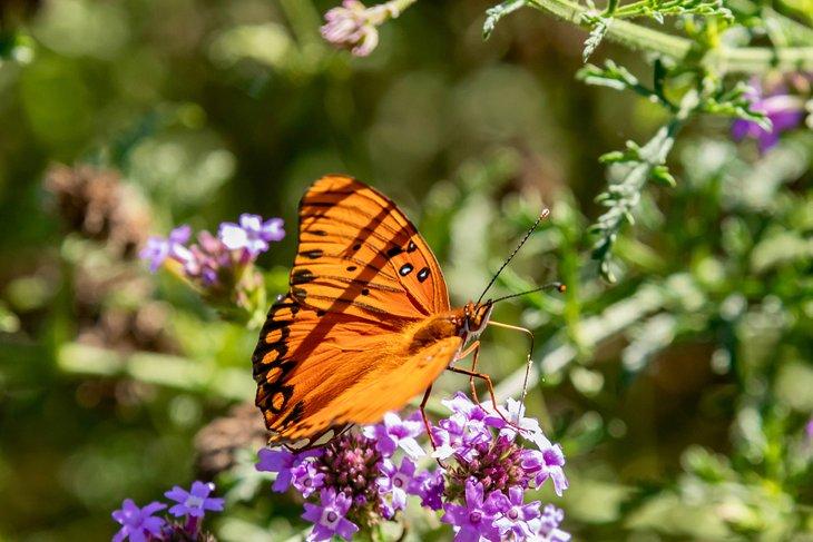 Schmetterling im Shipley Nature Center
