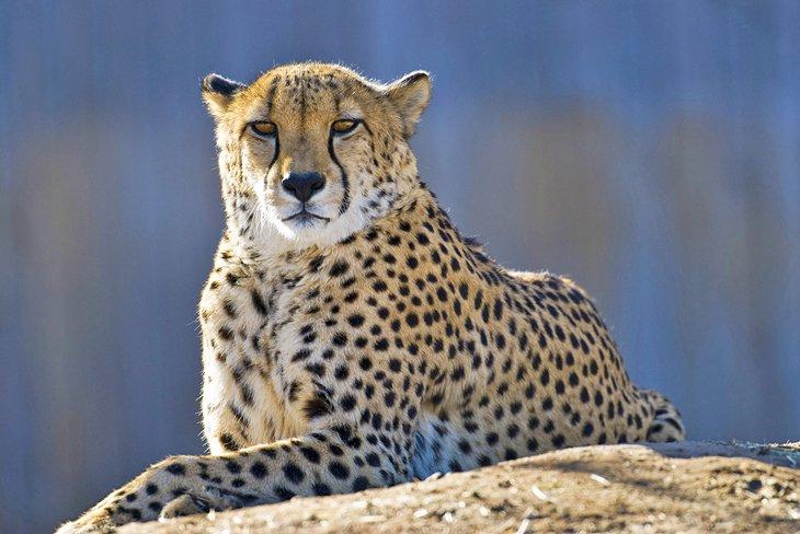 Un guepardo en el Zoológico de Denver