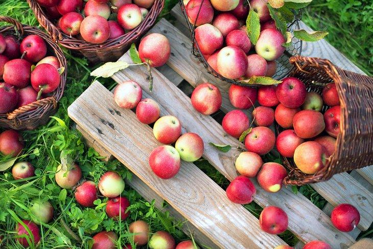 Manzanas recién cosechadas