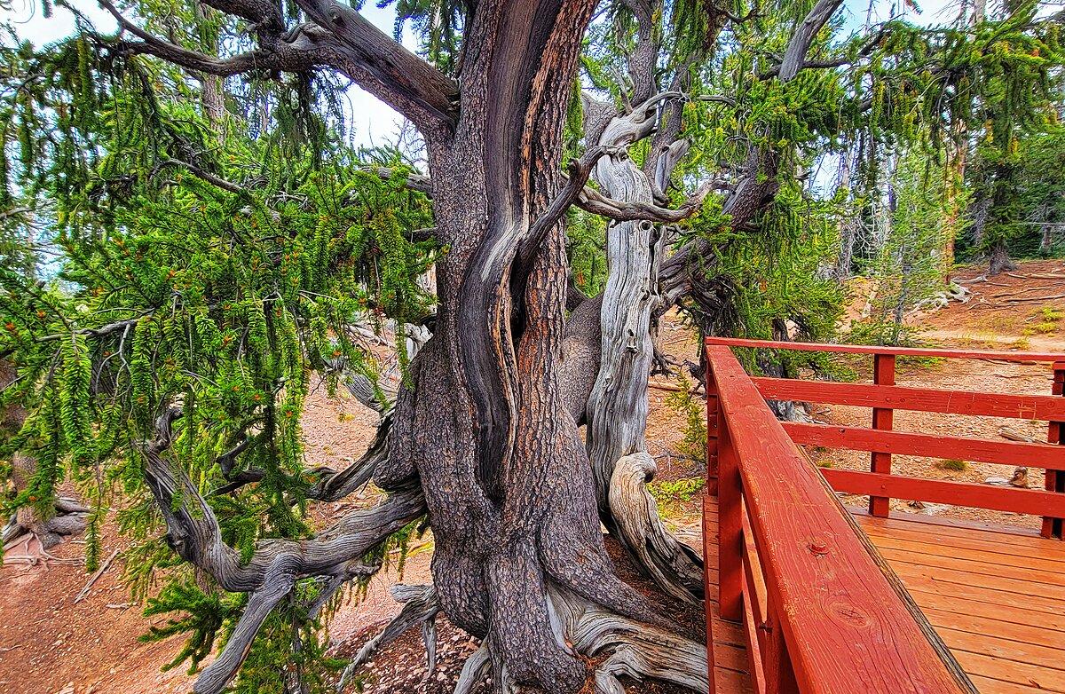 Ein uralter Bristlecone-Kiefernbaum auf dem Bristlecone-Wanderweg