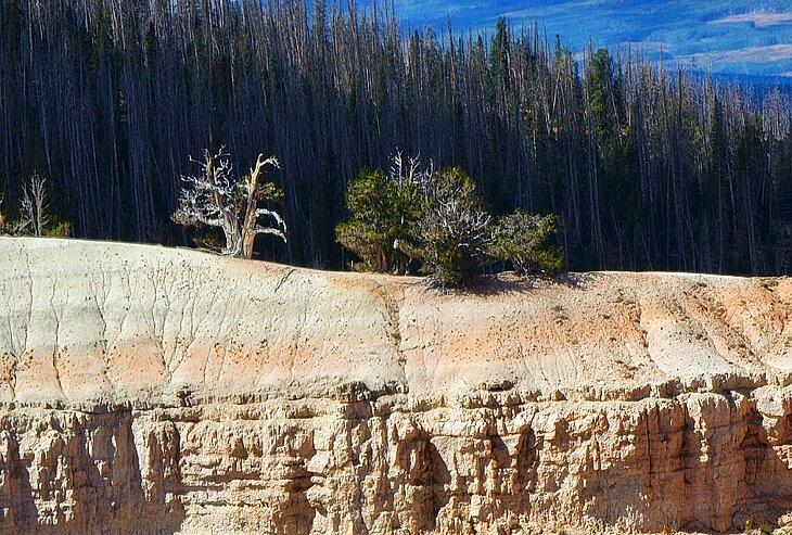 Uralte Bristlecone-Kiefern auf dem Spectra Point-Wanderweg im Cedar Breaks National Monument