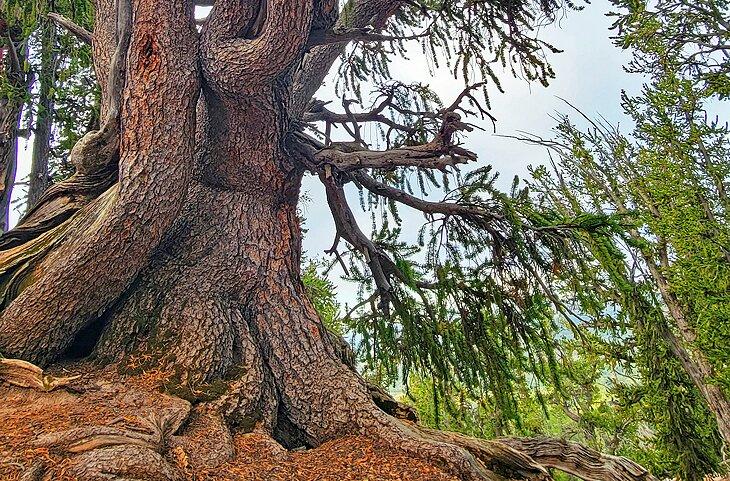 Die Basis einer Bristlecone-Kiefer auf dem Bristlecone-Wanderweg