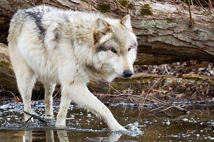 Parc des loups