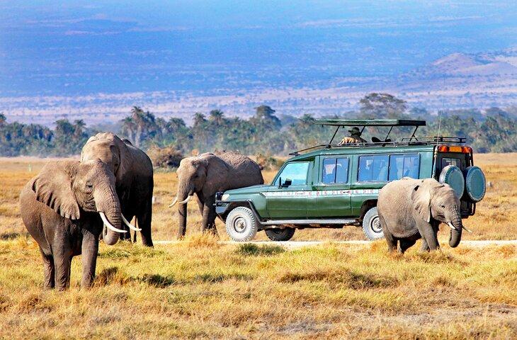 Safari in der Maasai Mara National Reserve in Kenia, Afrika