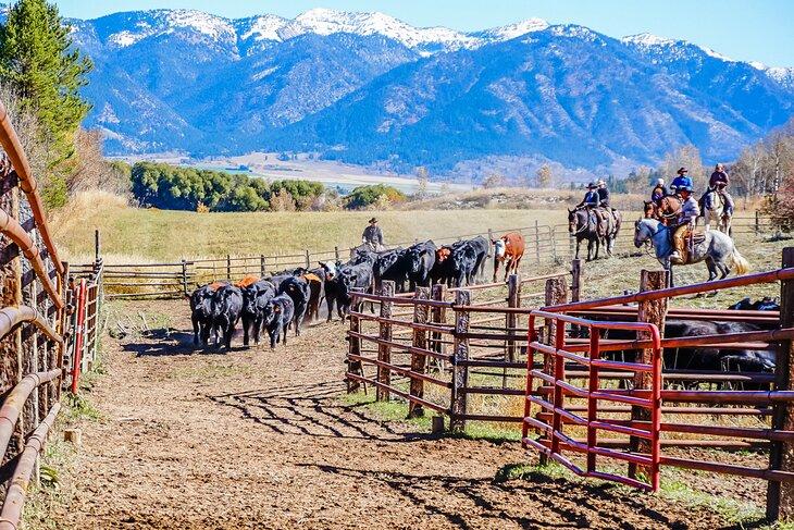 Viehtrieb auf einer Ranch in Wyoming