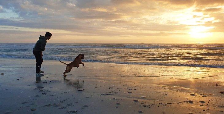 Chien jouant au coucher du soleil sur la plage nationale de Padre Island