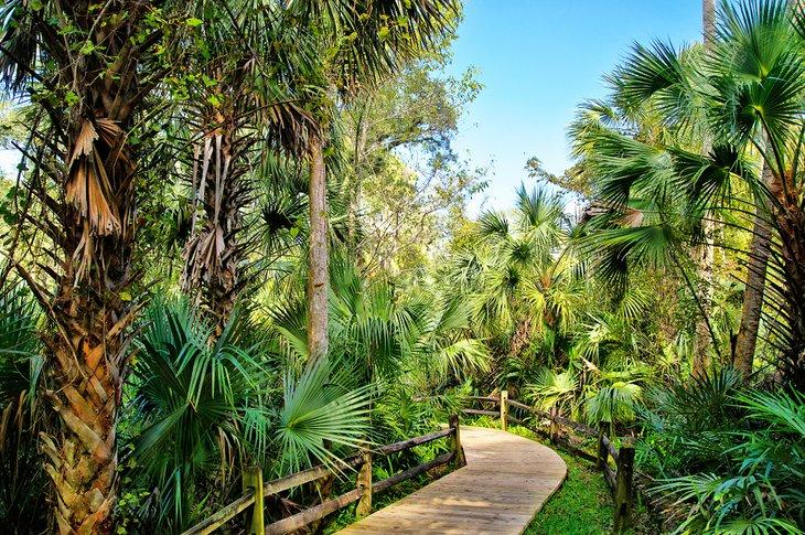 Pasarela de madera a través del Bosque Nacional de Ocala