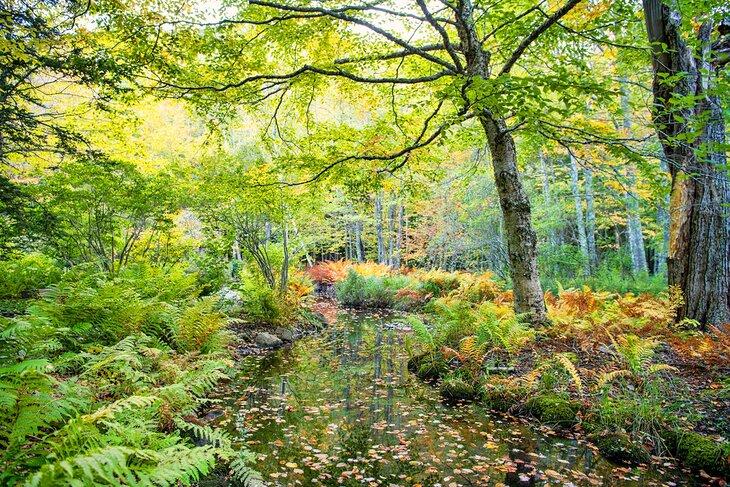 Wild Gardens of Acadia