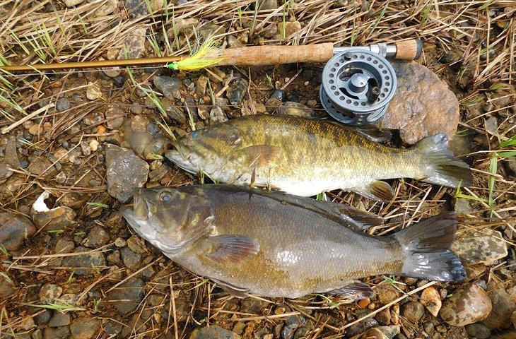 Pez de boca pequeña en el Río Allegheny