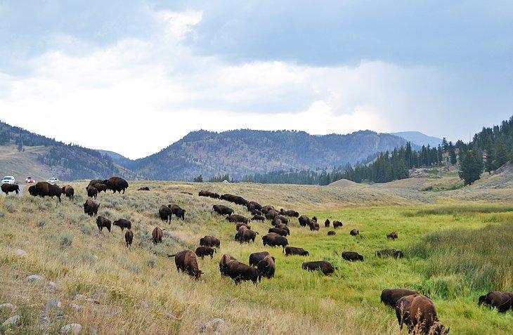 Bisonte cerca del Campamento Slough Creek
