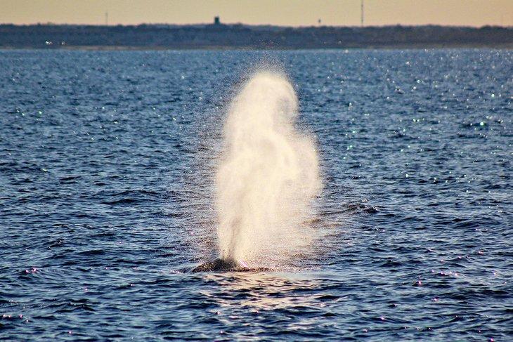 Ballena jorobada frente a la Costa de Jersey