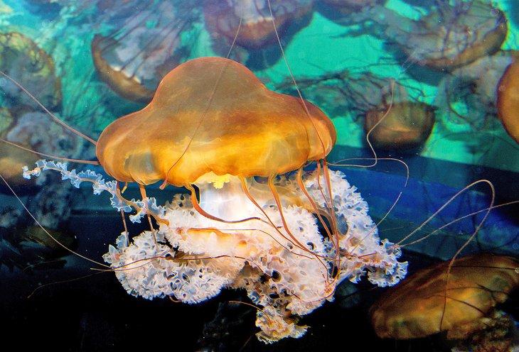 Medusas en el Adventure Aquarium en Camden, NJ