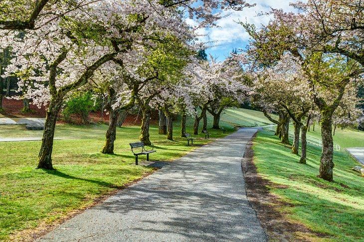 Burnaby Mountain Park Wanderweg