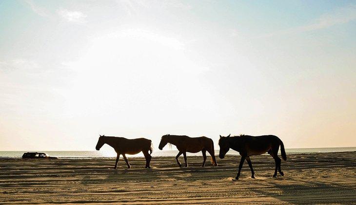 Silueta de caballos salvajes en Carova Beach, N.C.