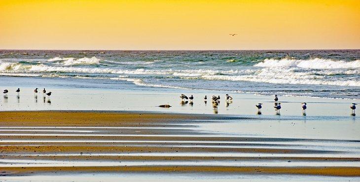 Aves en una playa de los Outer Banks en Carolina del Norte