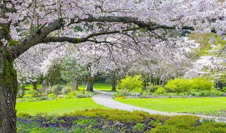 Fleurs de cerisier dans le parc Stanley