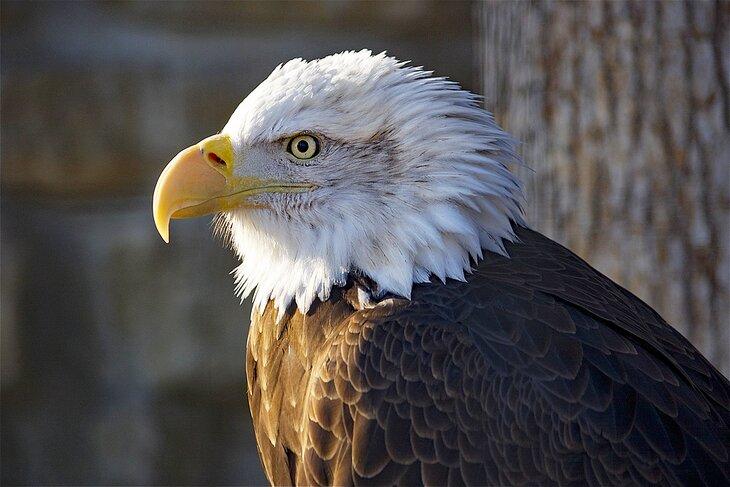 Weißkopfseeadler im Zollman Zoo