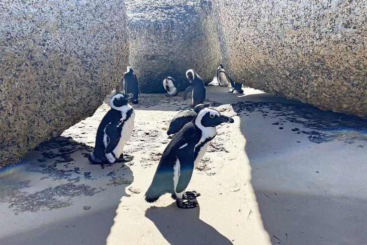 Pingouins sur Boulders Beach