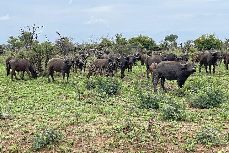 Troupeau de buffles dans le Parc National Kruger