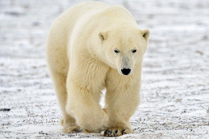 Eisbär