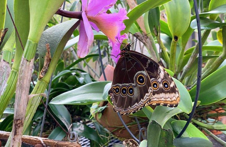 Papillon sur une fleur à Butterfly World