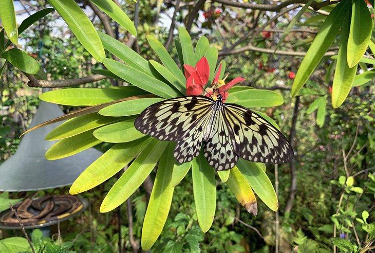 Profiter d'une délicieuse friandise à Butterfly World
