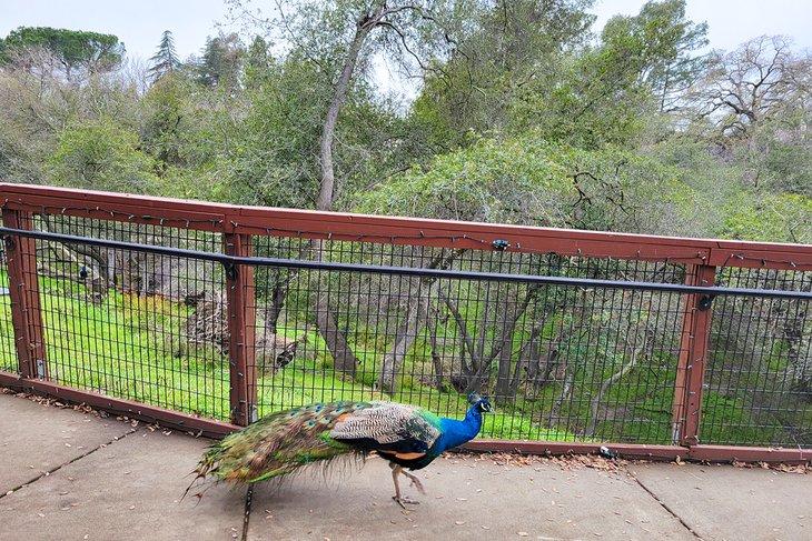 Paon au Folsom City Zoo Sanctuary