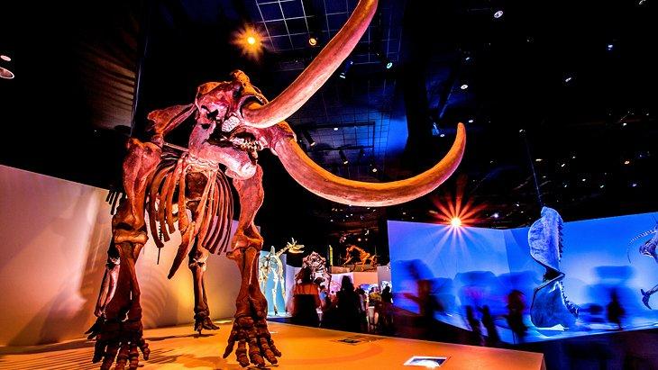 Houston Museum of Natural Science