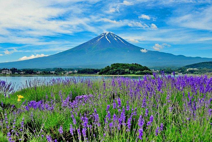 Mont Fuji vu depuis le parc Oishi, lac Kawaguchi