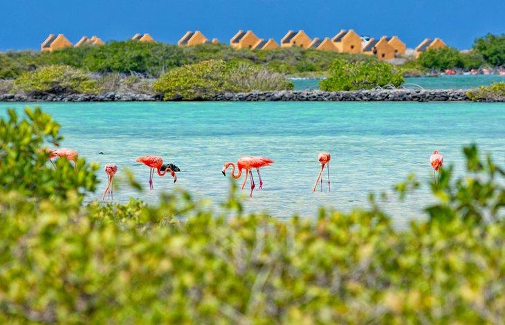 Flamants roses sur l'île de Bonaire