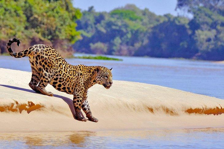 Jaguar sur les rives de la rivière Cuiaba, zone humide du Pantanal, Brésil