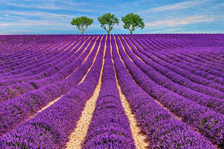 Champs de lavande en Provence
