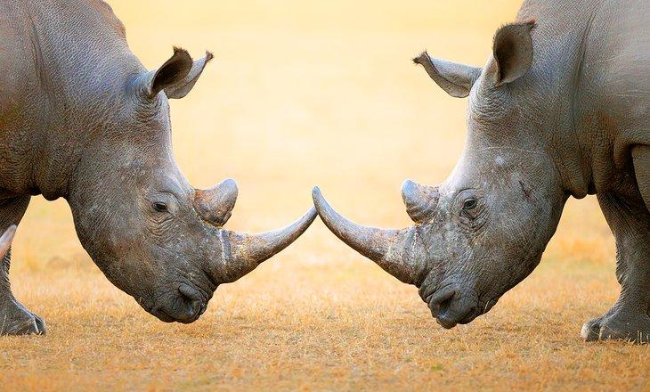 Rhinocéros blancs dans le parc national Kruger