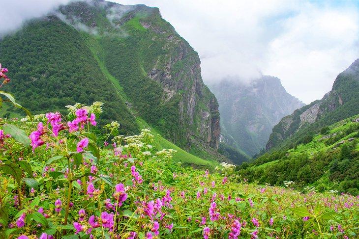 La Vallée des fleurs, Uttarakhand, Inde