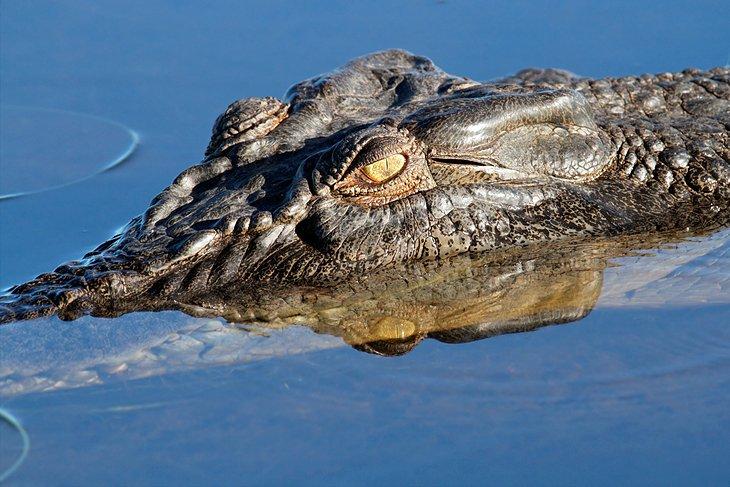 Crocodile d'eau salée
