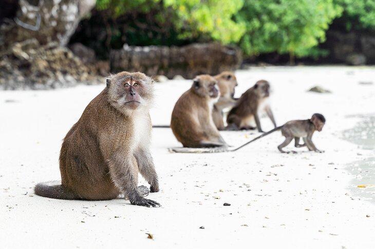 Monos en la Playa de los Monos, Koh Phi Phi