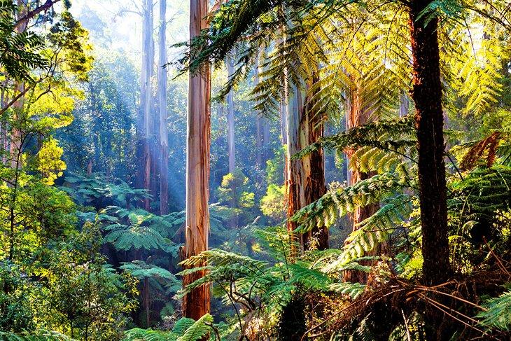 Bello bosque nativo en las Dandenong Ranges