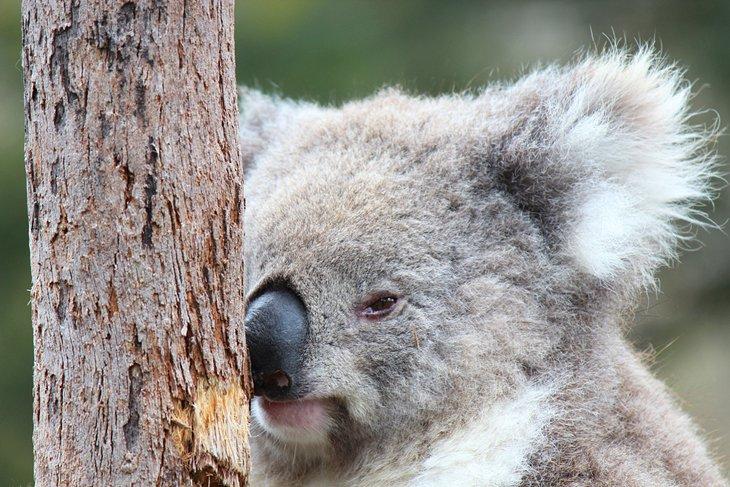 Koala bebé en Phillip Island
