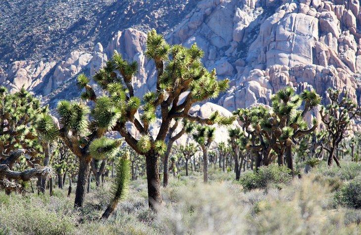 Árboles de Joshua en el Parque Nacional Joshua Tree