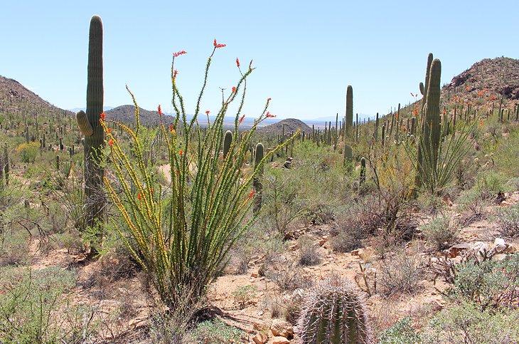 Sendero de Valley View, Distrito de Montañas de Tucson del Parque Nacional Saguaro