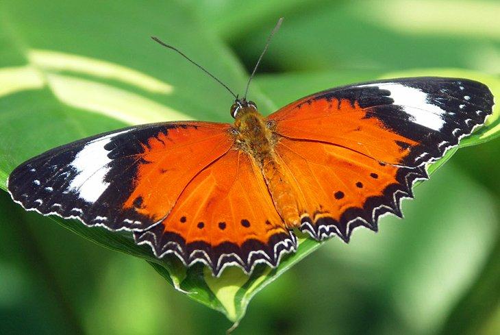 Sanctuaire Australien des Papillons
