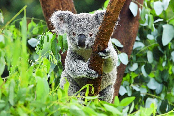Koala Gardens de Kuranda