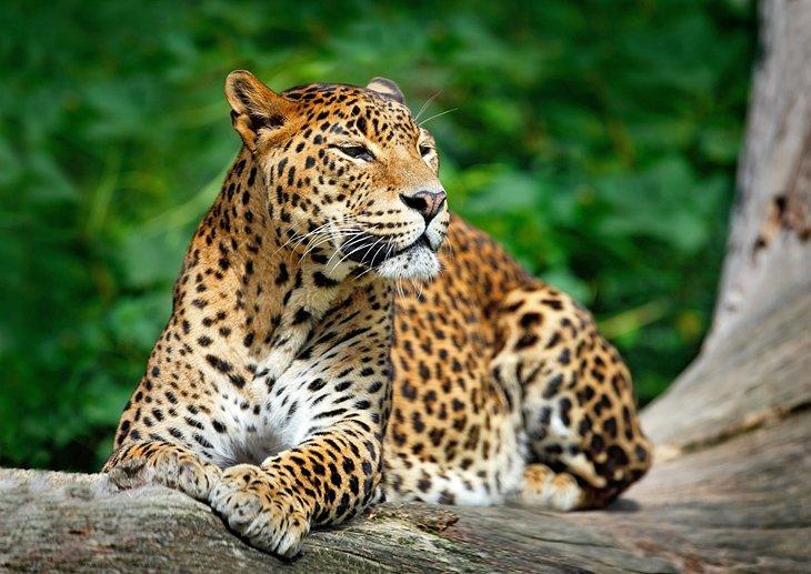 Leopardo de Sri Lanka en el Parque Nacional Yala