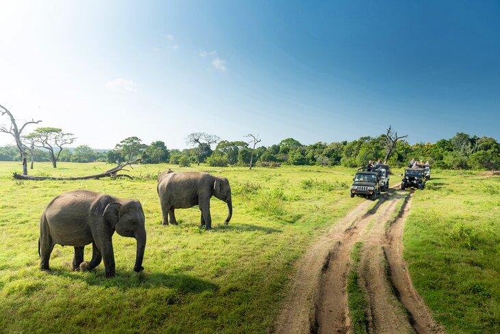 Parque Nacional Udawalawe