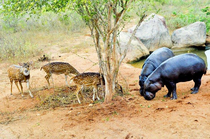 Parque Safari Ridiyagama